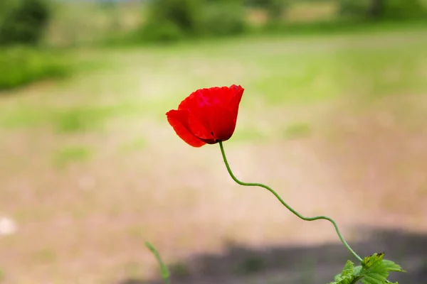 Rote Mohnblume, Gedenktag — Stockfoto