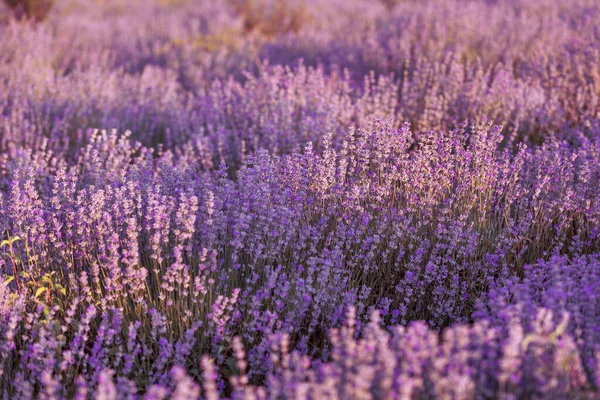 Sonnenuntergang Lavendelfeld Nahaufnahme im Sommer — Stockfoto