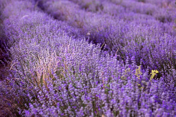 Sunset Lavender Filas de campo en el verano —  Fotos de Stock