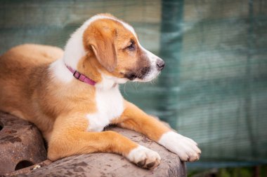 Evlatlık edinmek için üzgün gözlü bir köpek.