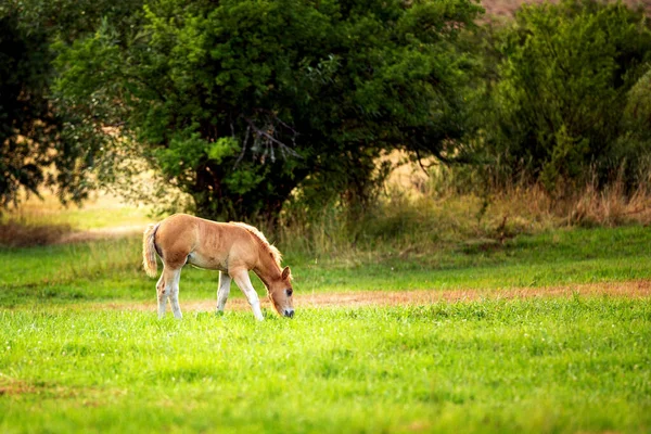 Aranyos csikó a legelőn este — Stock Fotó