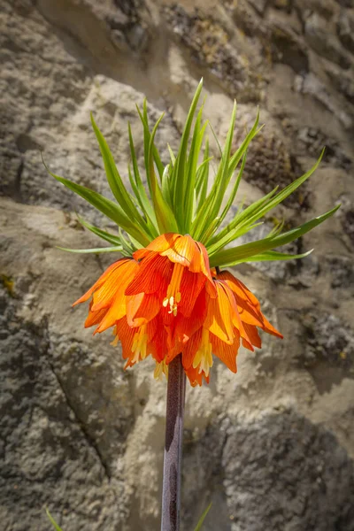 Bright orange flowers Fritillaria imperialis — Stock Photo, Image