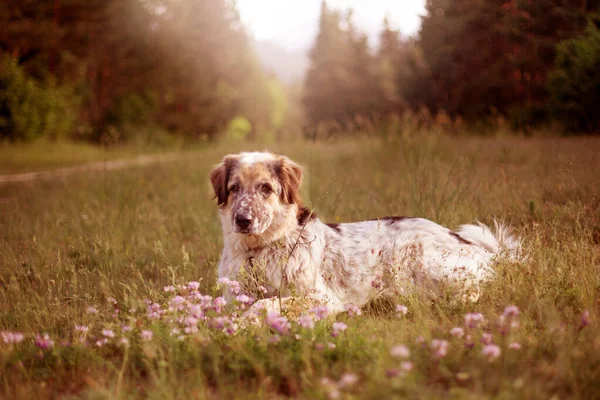 Grande Cão Deitado Perto Flores Silvestres Cor Rosa Floresta — Fotografia de Stock