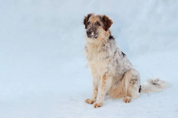 Hondenportret Wintersneeuw Achtergrond Kopieerruimte — Stockfoto
