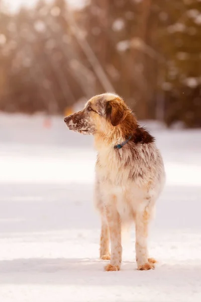 Hondenportret, winter bos achtergrond — Stockfoto