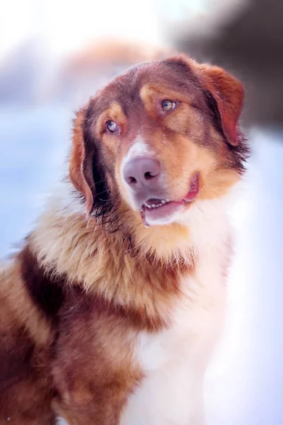 Grande bonito vermelho e branco cão retrato close-up — Fotografia de Stock