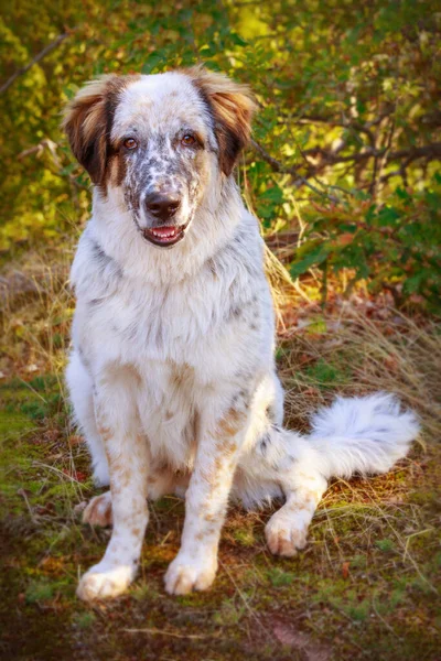 White Brown Black Large Breed Dog Forest Sitting — Stock Photo, Image