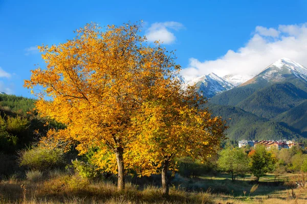 Pirin Karları Dağ Manzarası Renkli Sarı Sonbahar Ağaçları Bansko Bulgaristan — Stok fotoğraf