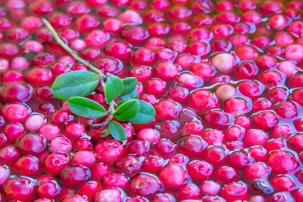 Mirtillo rosso biologico fresco — Foto Stock