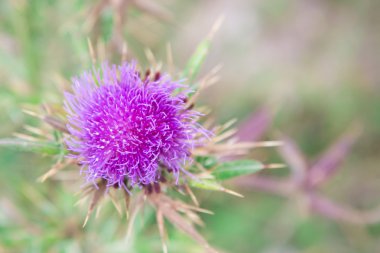 Mor bitki Dulavratotu