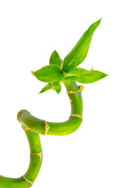 Yeşil Bambu yaprak