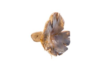russula mantarı