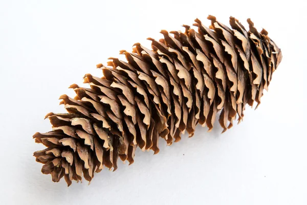 Pine cone — Stock Photo, Image