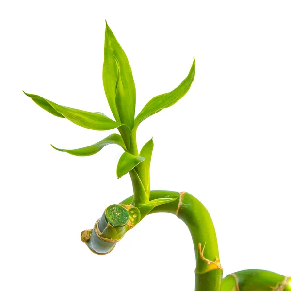 Green Bamboo Leaf — Stock Photo, Image