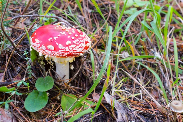 Fly agaric v lese zblízka — Stock fotografie