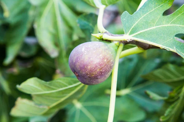 Fig rijp — Stockfoto