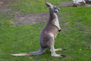 kanguru