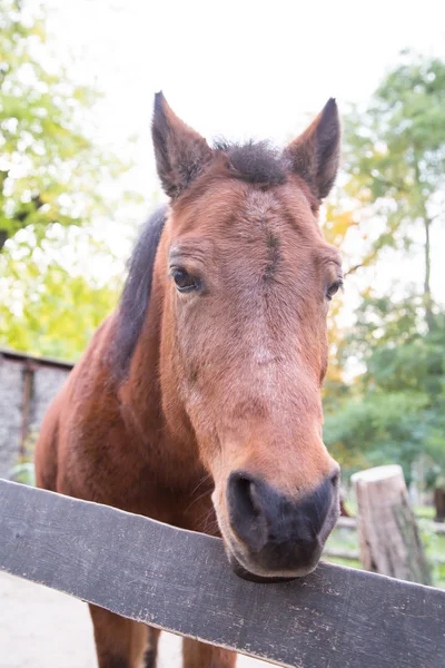 Retrato de caballo marrón — Foto de Stock