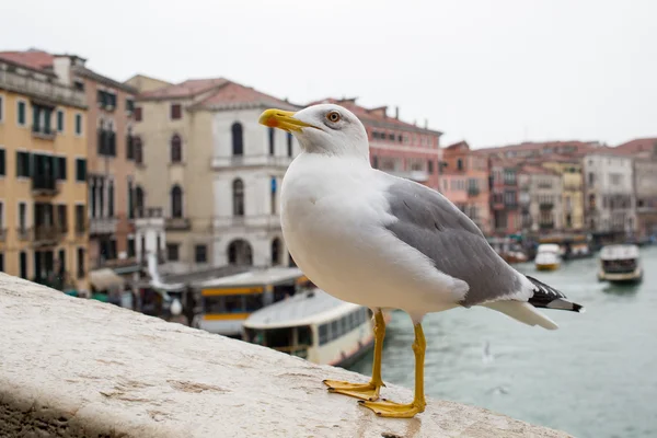 Curious Albatross at Rialto Bridge Venice Italy — Stock Photo, Image