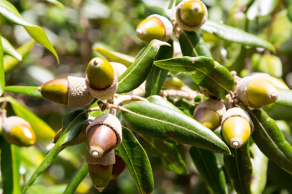 Hojas y bellotas frutales de acebo o encina —  Fotos de Stock