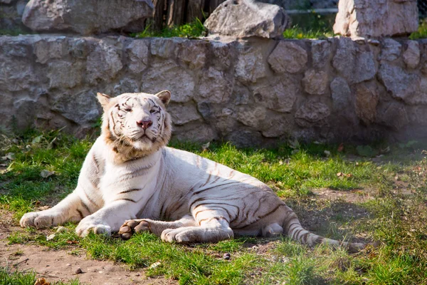 Tigre blanco — Foto de Stock