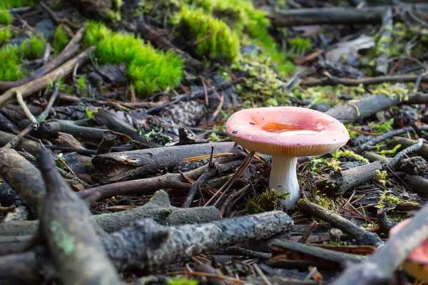 Russula mushroom — Stock Photo, Image