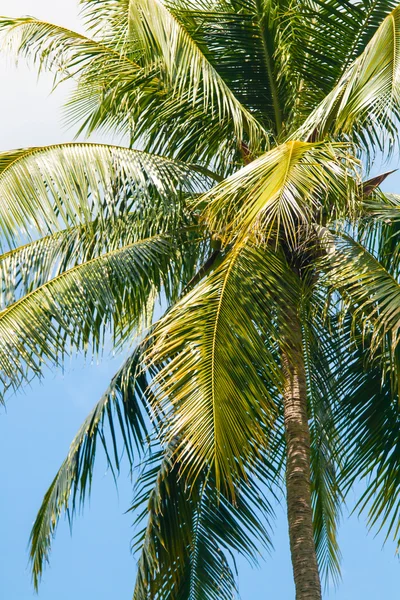 Palm trees  background — Stock Photo, Image