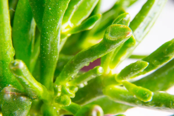 Planta doméstica Crassula Hobbit macro — Fotografia de Stock