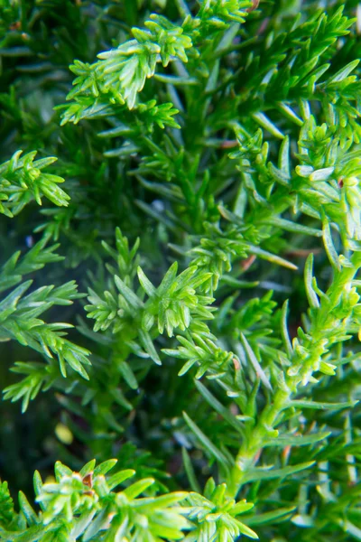 Makro goldcrest Cypress — Zdjęcie stockowe