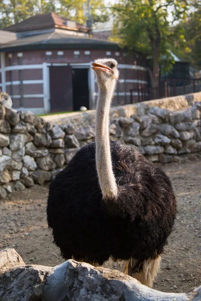 Ostrich head closeup — Stock Photo, Image