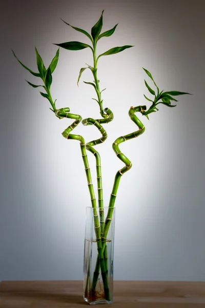 Three bamboos in vase — Stock Photo, Image