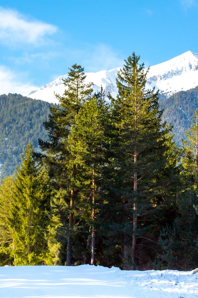Gröna pinjeträd och vit snö toppen av berget bakom — Stockfoto