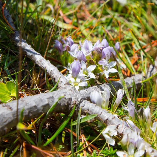 Crocus virágok — Stock Fotó