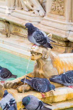 Güvercin çeşme heykel