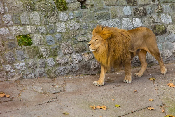 León en el zoológico — Foto de Stock