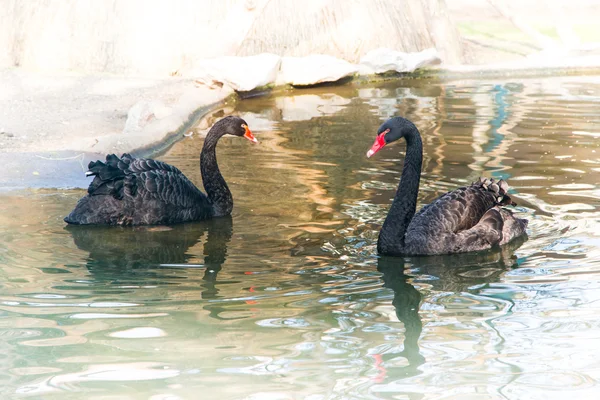 Pár černých labutí — Stock fotografie