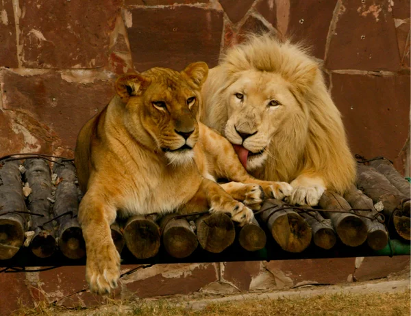 Os leões adoram. Casal de leões no zoológico — Fotografia de Stock