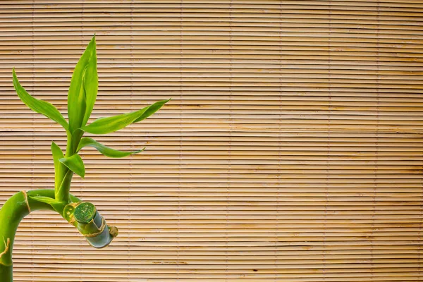Fondo de hoja de bambú verde fresco en la textura de la estera. Fondo ecológico — Foto de Stock