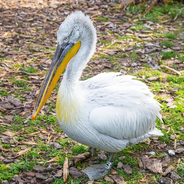 Pelecanus onocrotalus také známý jako východní bílý pelikán — Stock fotografie