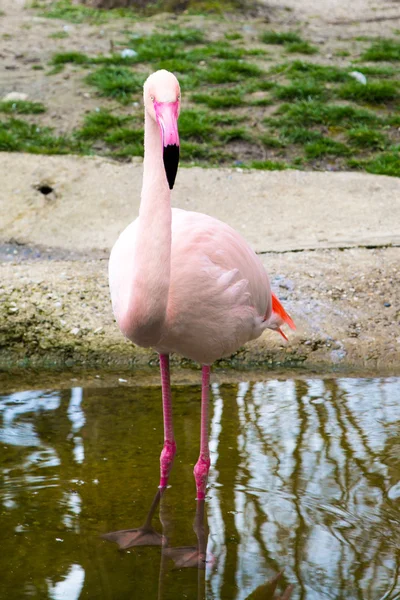 Många rosa flamingos står på ett ben — Stockfotografi ...