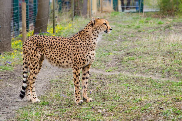 Guepardo Gepard, Acinonyx jubatus — Foto de Stock