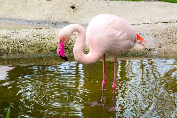 Rosa flamingo porträtt — Stockfoto