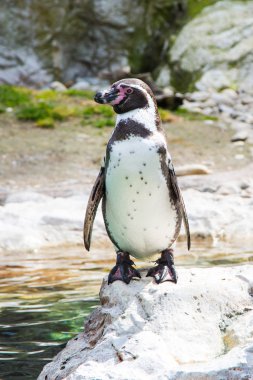 Humboldt veya Perulu penguen 