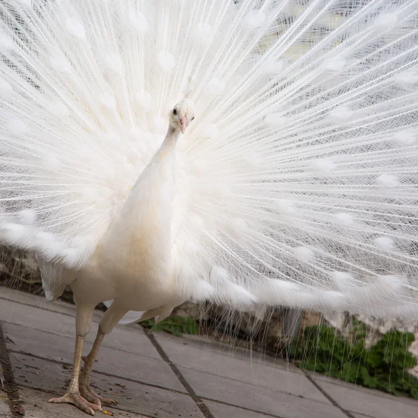 Male white peacock with spread tail-feathers — Stock Photo, Image