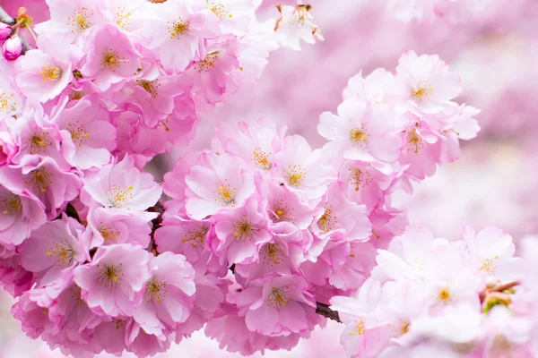 Hintergrund mit schöner rosa Kirschblüte, Sakura-Blumen — Stockfoto