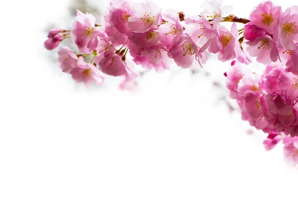 Background with Beautiful pink cherry blossom, Sakura flowers on white — Stock Photo, Image