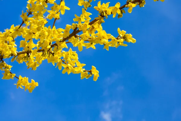 Skoczcie żółty kwiat europaea forsycja w promienie słońca — Zdjęcie stockowe