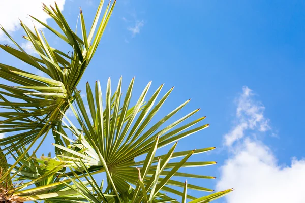 Palm leaves over blue sky background — Stock Photo, Image