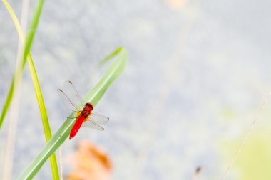Kırmızı yusufçuk