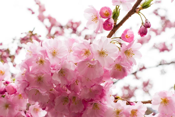 Hintergrund mit schöner rosa Kirschblüte, Sakura-Blumen — Stockfoto